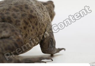 Toad  2 Bufo bufo leg 0015.jpg